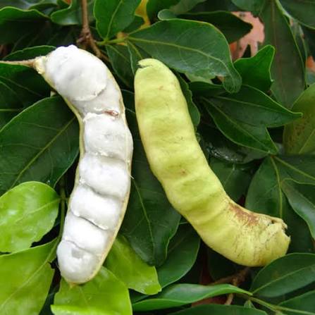 Ice Cream Bean Plants — Exotic Fruits sapling available at Agro Nursery Garden